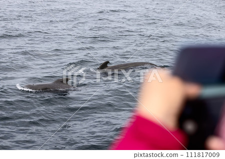 A person captures a memory of a pilot whale during an excursion in the cool A person captures a memory of a pilot whale during an excursion in the cool 111817009