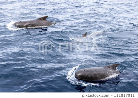 A family of pilot whales frolics in the chilly waters near Lofoten Islands 111817011
