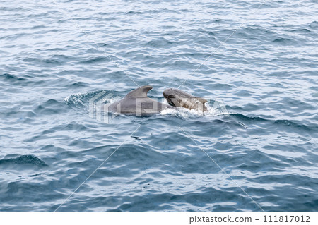 The serene Arctic waters host a tender scene as a pilot whale calf shadows its mother near Lofoten The serene Arctic waters host a tender scene as a pilot whale calf shadows its mother near Lofoten 111817012