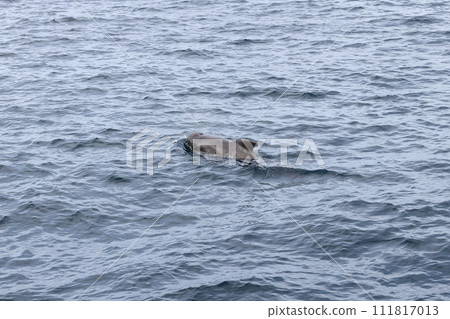 Textured back of a pilot whale surfaces in the rippled grey waters of the Norwegian Sea, Andenes 111817013