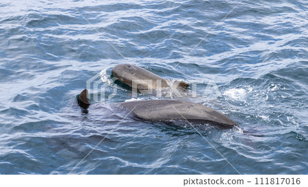 Tranquil waters frame a serene moment between a pilot whale calf and its parent 111817016