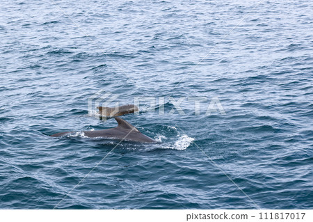 pilot whale calf and its guardian cruise the Norwegian Sea against the deep textured blues of Arctic 111817017