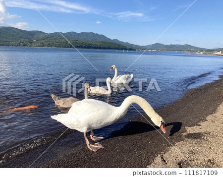 Mute swan on the shore of Lake Yamanaka (Yamanakako Village/Yamanashi Prefecture) 111817109
