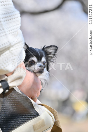 Chihuahua and woman taking a walk in a carrier bag 111817251