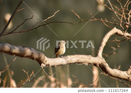 Daurian Redstart found in a park in early spring Daurian Redstart found in a park in early spring 111817264