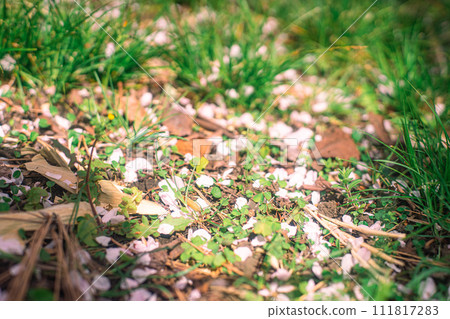 cherry blossoms scattered on the ground cherry blossoms scattered on the ground 111817283