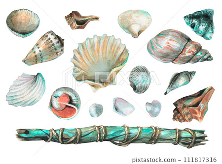 watercolor illustration of various seashells and wooden stick. A lot of shells for interior decoration, the beach. For the decoration and design of postcards, posters, clothing, home decor 111817316