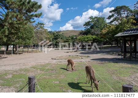The fawns in Nara Park are friendly. The fawns in Nara Park are friendly. 111817477