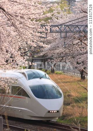 小田急7000號列車穿過盛開的櫻花_攝於2010年4月6日 小田急7000號列車穿過盛開的櫻花_攝於2010年4月6日 111817526