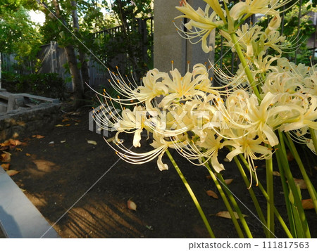 White giant buna 111817563