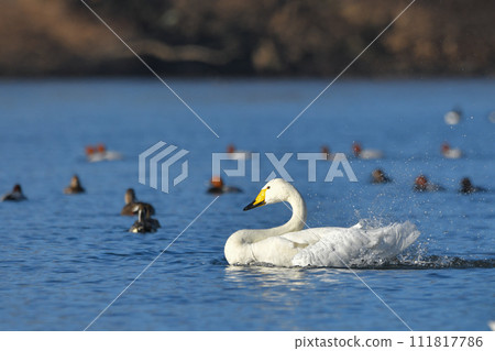 Swan Swan 111817786