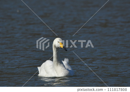 Swan 111817808