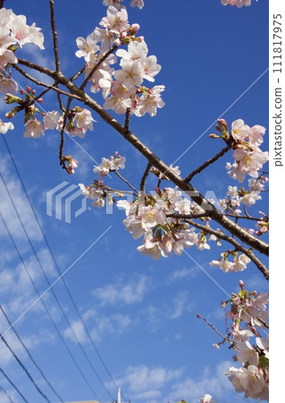 Tamanawa cherry blossoms near Ofuna Post Office 111817975