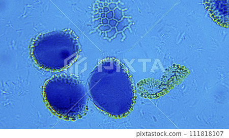 Lillium anther Lillium anther 111818107