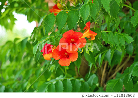 Dark vermillion trumpet flowers (summer, June) 111818608