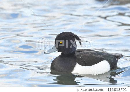 Kinkrochasshuro Kinkrochasshuro 111818791