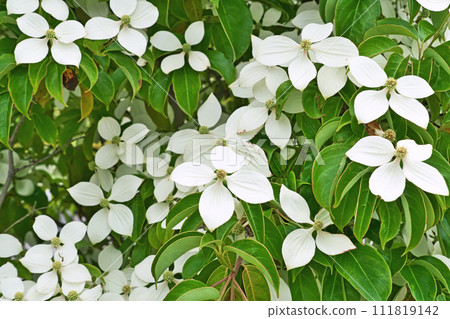 白色常綠鯧魚（香港）花（夏季，六月） 111819142