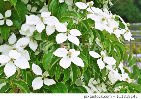 白色常綠鯧魚（香港）花（夏季，六月） 111819143