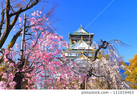 [Osaka Prefecture] Weeping cherry blossoms in full bloom and Osaka Castle 111819463