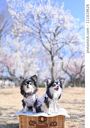 A smiling friendly chihuahua, a plum grove in full bloom and a refreshing spring sky 111819626