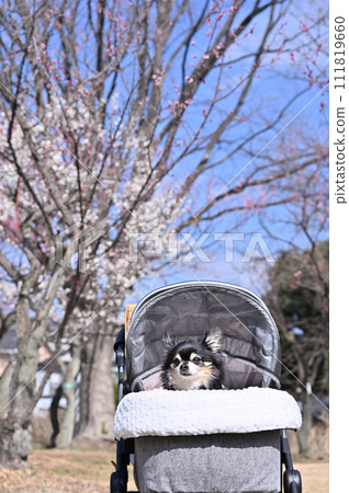 長款吉娃娃狗拉著狗車行走,盛開的梅林和清爽的藍天 長款吉娃娃狗拉著狗車行走,盛開的梅林和清爽的藍天 111819660