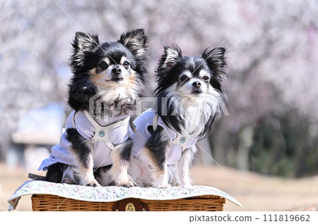 微笑友善的吉娃娃，盛開的梅林，清新的春日天空 111819662