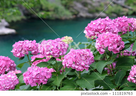 土居川沿岸的繡球花（高知縣仁淀川町北浦交流公園） 111819763