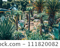 Cactus field in Mexico City. 111820082