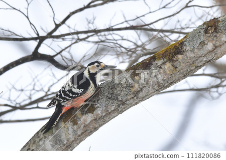 Giant Powder 111820086