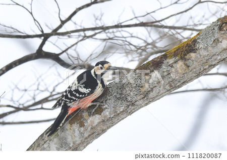 Giant Powder 111820087