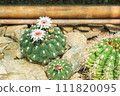 Tiny little beautiful bright hot purple pink flowers of Rebutia cactus. 111820095