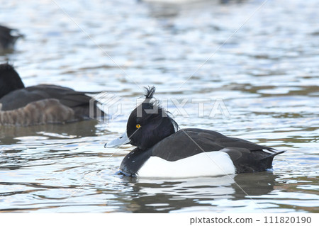 簇絨 簇絨 111820190