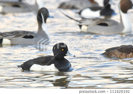 簇絨 簇絨 111820192