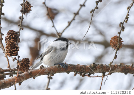 Willow tit 111820238