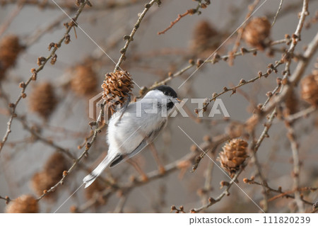 Willow tit 111820239
