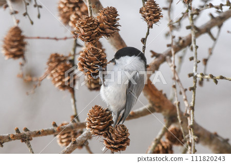 Willow tit 111820243