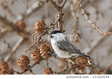 Willow tit 111820244