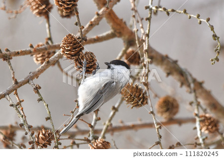Willow tit 111820245
