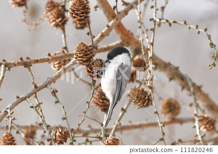 Willow tit 111820246