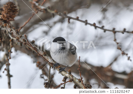 Willow tit 111820247