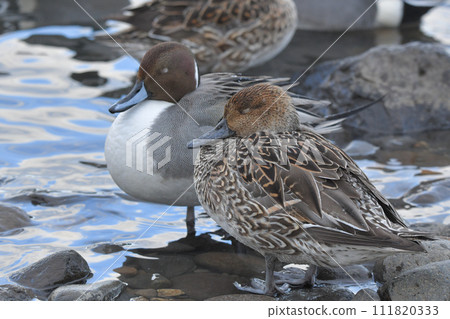 Pintail Pintail 111820333