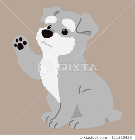 Simple and cute illustration of a miniature schnauzer sitting and waving, no main line Simple and cute illustration of a miniature schnauzer sitting and waving, no main line 111820420