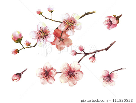 Spring blossoms of trees. Sakura branches, cherry, apple trees in bloom, flowers and buds. Watercolor hand drawn illustration for greeting, weeding invitation card, label Isolated on white background. 111820538