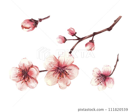 Spring blossoms of trees set. Sakura branches, cherry, apple trees in bloom, flowers and buds Watercolor hand drawn illustration for greeting, weeding invitation card, label Isolated white background. Spring blossoms of trees set. Sakura branches, cherry, apple trees in bloom, flowers and buds Watercolor hand drawn illustration for greeting, weeding invitation card, label Isolated white background. 111820539