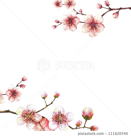 A blossoming branch from spring tree template. Sakura, cherry, apple or apricot buds and flowers blossoms Springtime watercolor clipart for card label Hand drawn isolated illustration white background A blossoming branch from spring tree template. Sakura, cherry, apple or apricot buds and flowers blossoms Springtime watercolor clipart for card label Hand drawn isolated illustration white background 111820540
