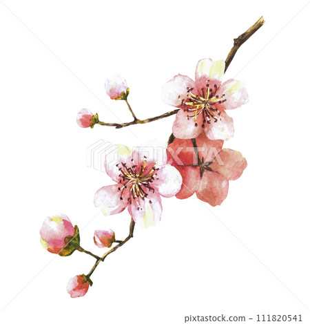 A blossoming branch from tree, sakura, cherry, apple or apricot buds and flowers. Spring blossoms, springtime watercolor clipart for card, label print Hand drawn isolated illustration white background A blossoming branch from tree, sakura, cherry, apple or apricot buds and flowers. Spring blossoms, springtime watercolor clipart for card, label print Hand drawn isolated illustration white background 111820541