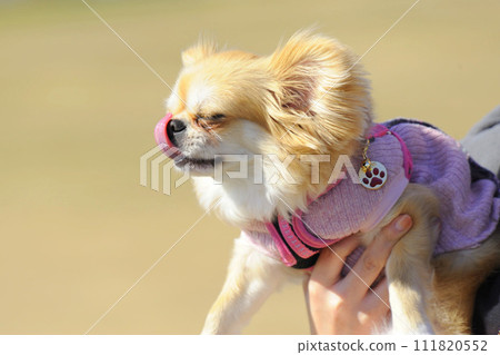 狗狗 狗狗 111820552