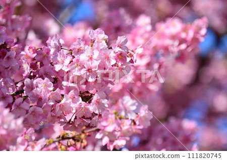 Spring image (cherry blossoms: Kawazu cherry blossoms) Spring image (cherry blossoms: Kawazu cherry blossoms) 111820745
