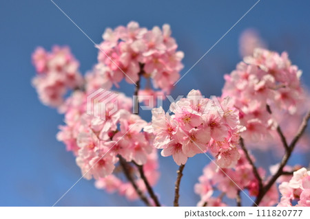 Spring image (cherry blossoms: Kawazu cherry blossoms) Spring image (cherry blossoms: Kawazu cherry blossoms) 111820777