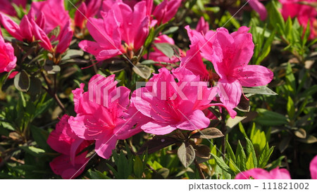 Beautiful azalea (azalea) Beautiful azalea (azalea) 111821002